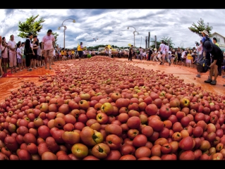 [8월] 화천 토마토축제 2번째 이미지