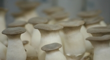 [옹진] 옹진 새송이버섯